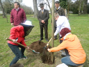 Sajenje lipe_2.4 (13)